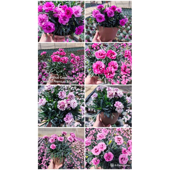 DIANTHUS COL. SELECTA PREMIUM M17