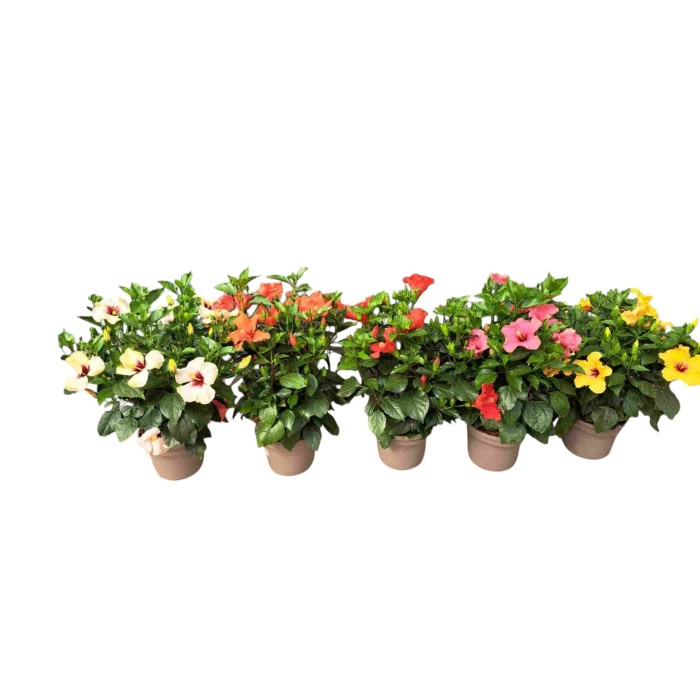 HIBISCUS M23 COLECCION FANTASY