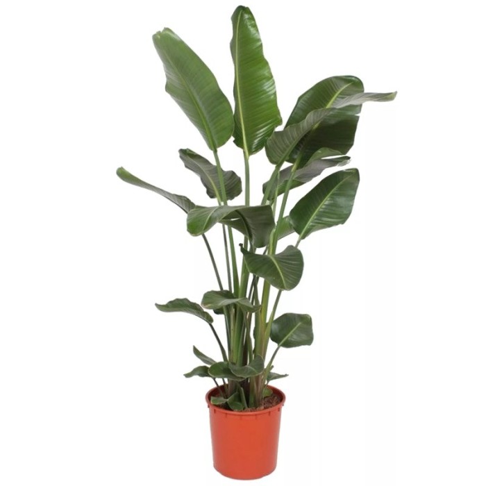 STRELITZIA AUGUSTA  2pl   M27 H150-160 
