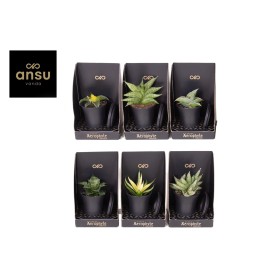 SANSEVIERIA  M7,5 Xerophyte collection Luxe