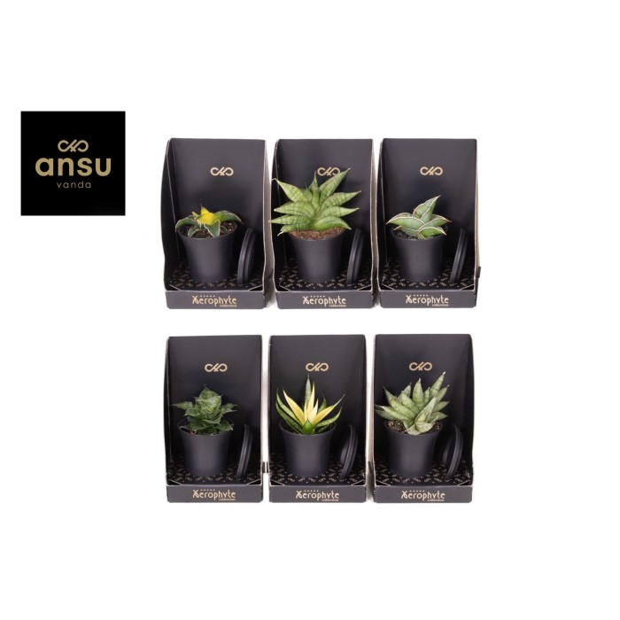 SANSEVIERIA  M7,5 Xerophyte collection Luxe
