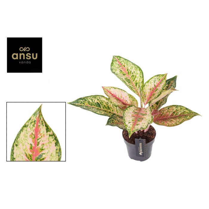 AGLAONEMA  M12 TEÑIDO CELEBRATION