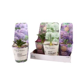ALLIUM GIGANT  M21 H35  MIX