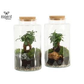 TERRARI FICUS GINSENG D14 H25