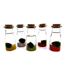 TERRARI  MARIMO D 6 H14