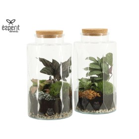 TERRARI PLANTA MINI D14 H25