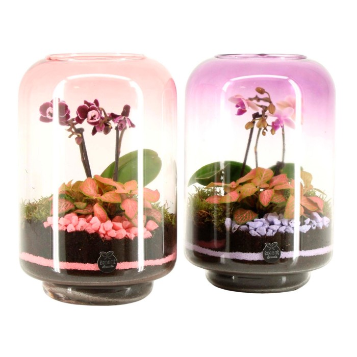 TERRARI PLANTA MINI D17 H25 Love PH