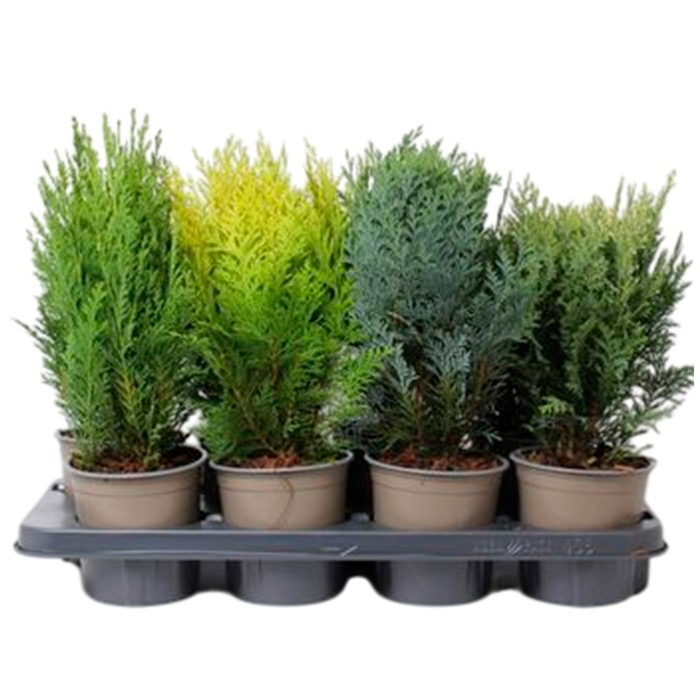 CONIFERAS  MIX  M11