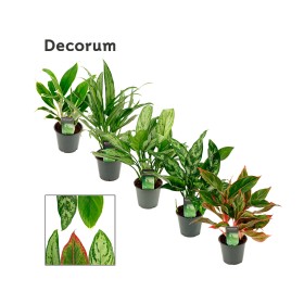 AGLAONEMA  M12 MIX