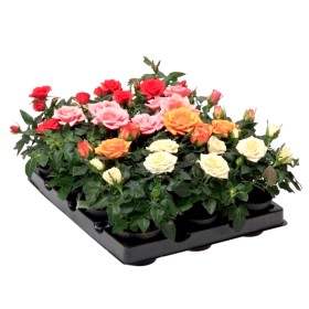 ROSER   MINI  M 7 MIX