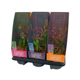 ORQUIDIES DE JARDI M12 MIX 