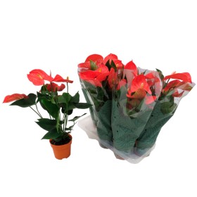 ANTHURIUM  M12 ORANGE CHAMPION taronja flor gran