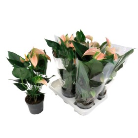 ANTHURIUM  M12 PEACHE
