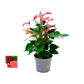 ANTHURIUM  M12 BANDEROLA LAVA