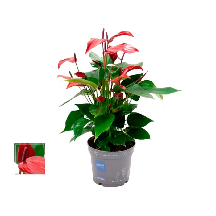 ANTHURIUM  M12 BANDEROLA LAVA