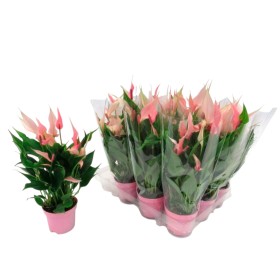 ANTHURIUM  M 9 LILI