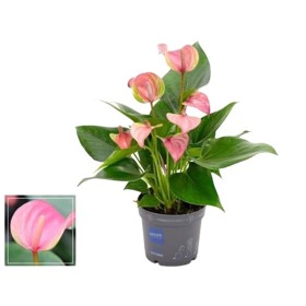 ANTHURIUM  M 9 JOLIE