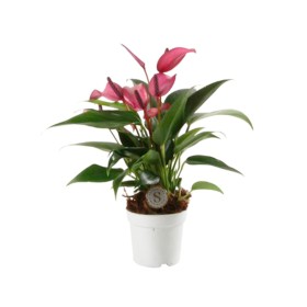ANTHURIUM  M 7 ZIZOU