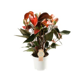 ANTHURIUM  M14 RAINBOW CHAMPION