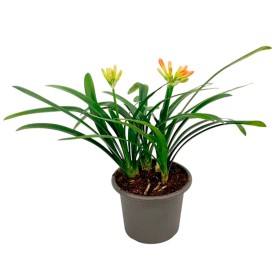 CLIVIA M60