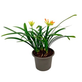 CLIVIA M50
