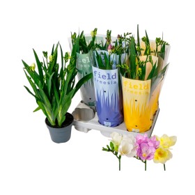 FRESSIA MIX 5 TALLOS M13