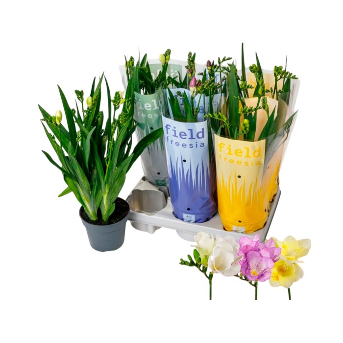 FRESSIA MIX 5 TALLOS M13