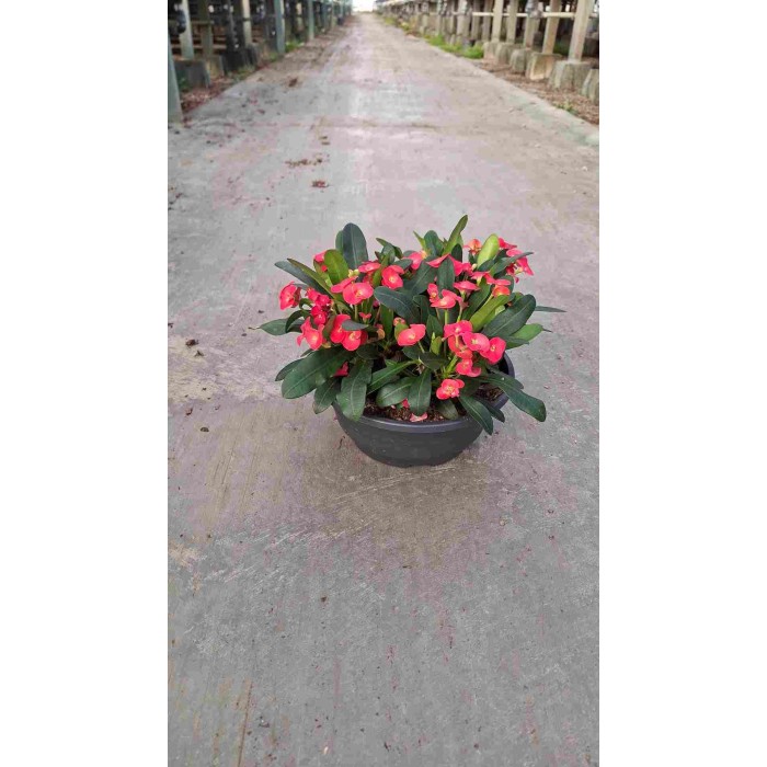 EUPHORBIA MILLI M23