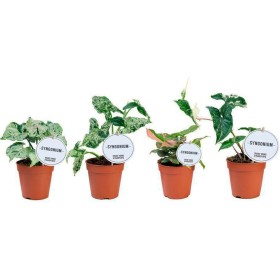 SYNGONIUM  M12 MIX variegate