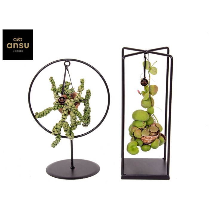 DISCHIDIA NUMMULARIA M14 H 25 Selly Metal