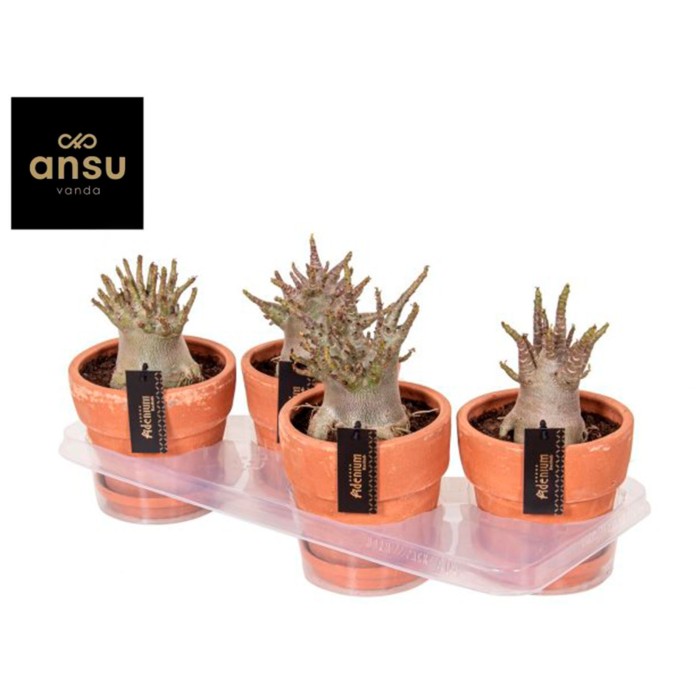 ADENIUM BAOBAB M17