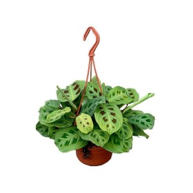 MARANTA LEUCONEURA M15 Ligt Veins Colgar