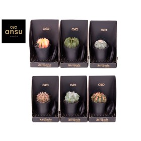 CACTUS XEROPHYTE COLLECTION  M 7,5 H20 Unitat