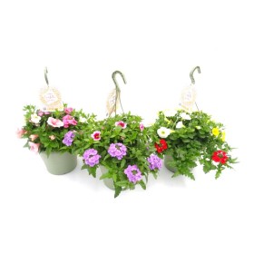 COMPO CONFETTI GARDEN T23