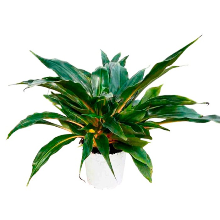 CHLOROPHYTUM M20 PRINCESS MABEL