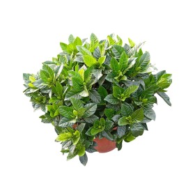GARDENIA M25