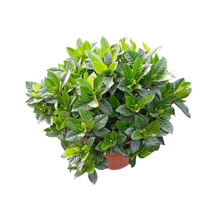 GARDENIA M25