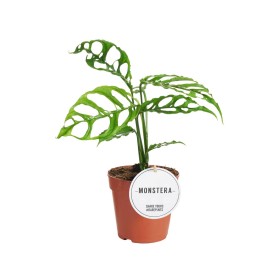 MONSTERA OBLIQUA  M12 25cm PERU