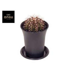 GYMNOCALICIUM T REX M 7 H13  unitat