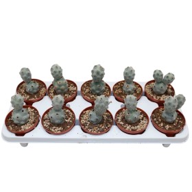 TEPHROCACTUS CALVUS M10 H18