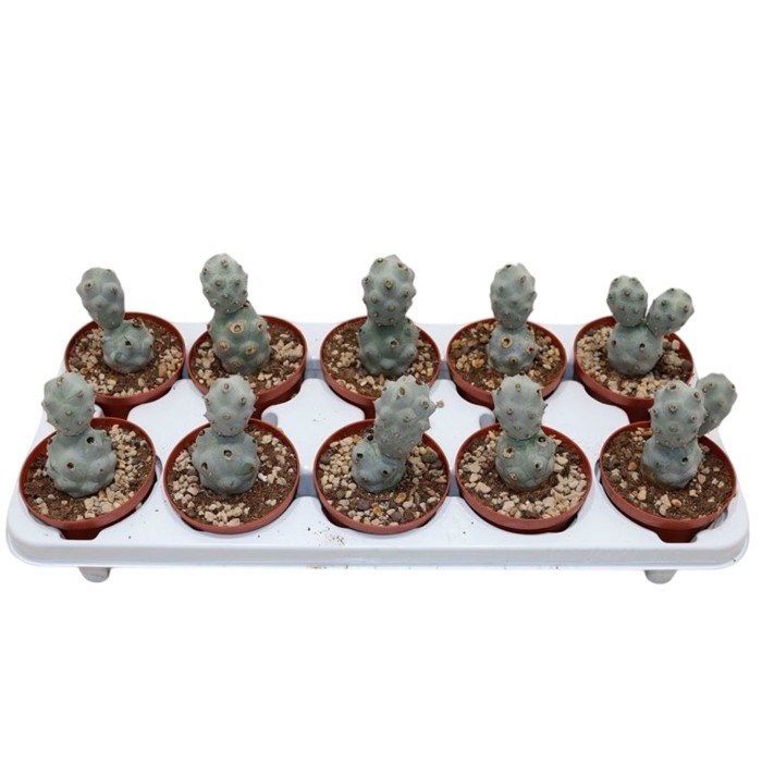 TEPHROCACTUS CALVUS M10 H18