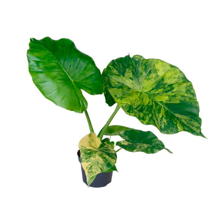 ALOCASIA  M12  Macrorrhiza Aurea Variega