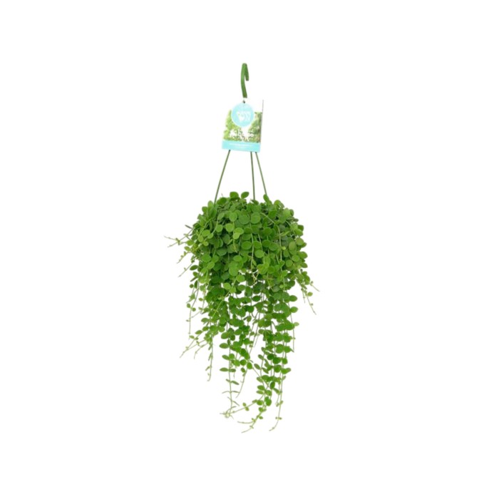 DISCHIDIA NUMMULARIA  M15 PENJAR