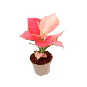AGLAONEMA  M12 PINK STAR