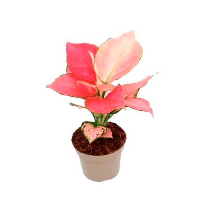 AGLAONEMA  M12 PINK STAR