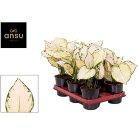 AGLAONEMA  M12 WHITE JOY