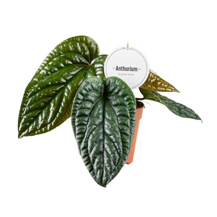 ANTHURIUM  M12 LUXURIANS X RADICANS
