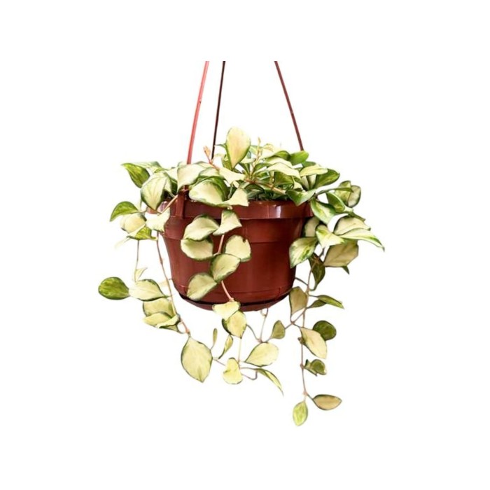 HOYA HEUSCHKELIANA VARIEGATA M14 PENJAR
