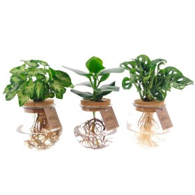 PLANTA VERDE MIX EN AIGUA Bolglas