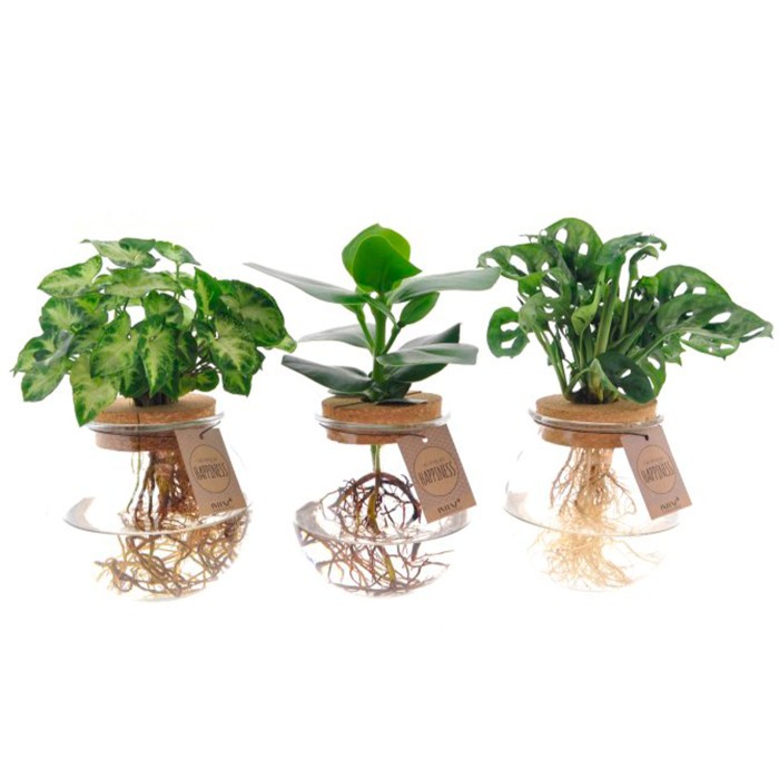 PLANTA VERDE MIX EN AIGUA Bolglas